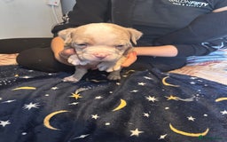 American Bully dogs for sale: ABKC REGISTERED Pocket Exotic/Extreme Bully PUPS! - Image 13