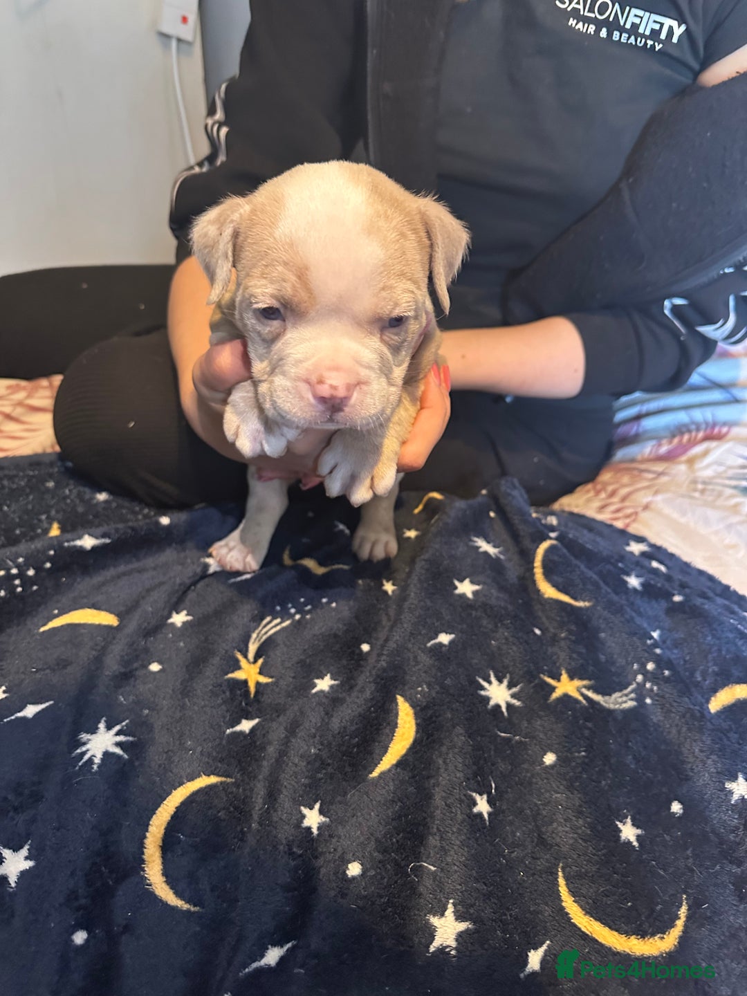 American Bully dogs for sale: ABKC REGISTERED Pocket Exotic/Extreme Bully PUPS! - Image 13