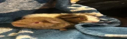 Guinea Pig rodents for sale: 2 teddy bear boars  - Advert 4