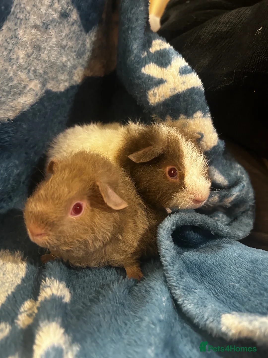 Guinea Pig rodents for sale: 2 teddy bear boars  - Advert 4