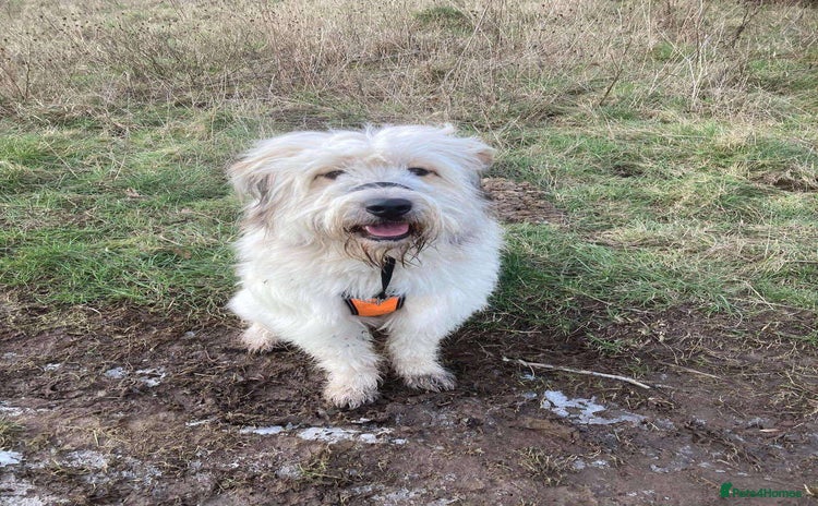 Mixed Breed dogs - Advert 14