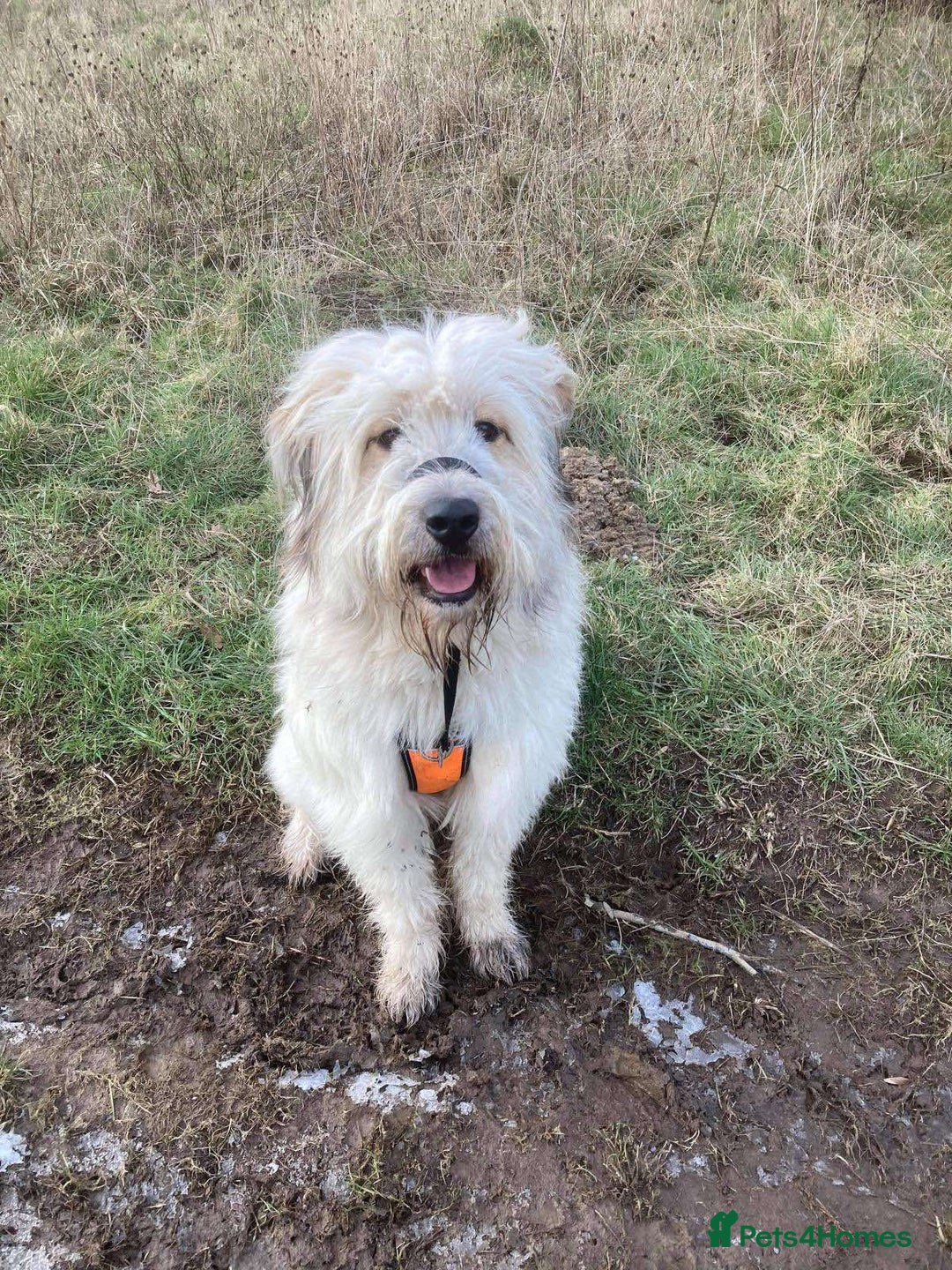 Mixed Breed dogs for adoption: OLIVE - Shepherd Breed - Image 1