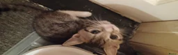 Mixed Breed cats for sale: 5 kittys  - Advert 21