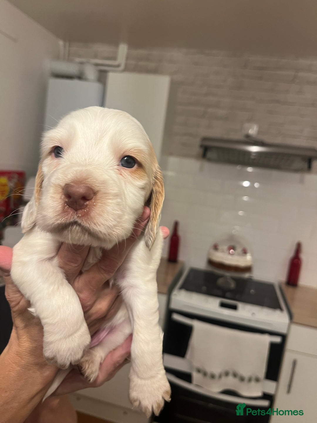 Cocker Spaniel dogs for sale: BEAUTIFUL COCKER SPANIEL PUPS - Advert 29