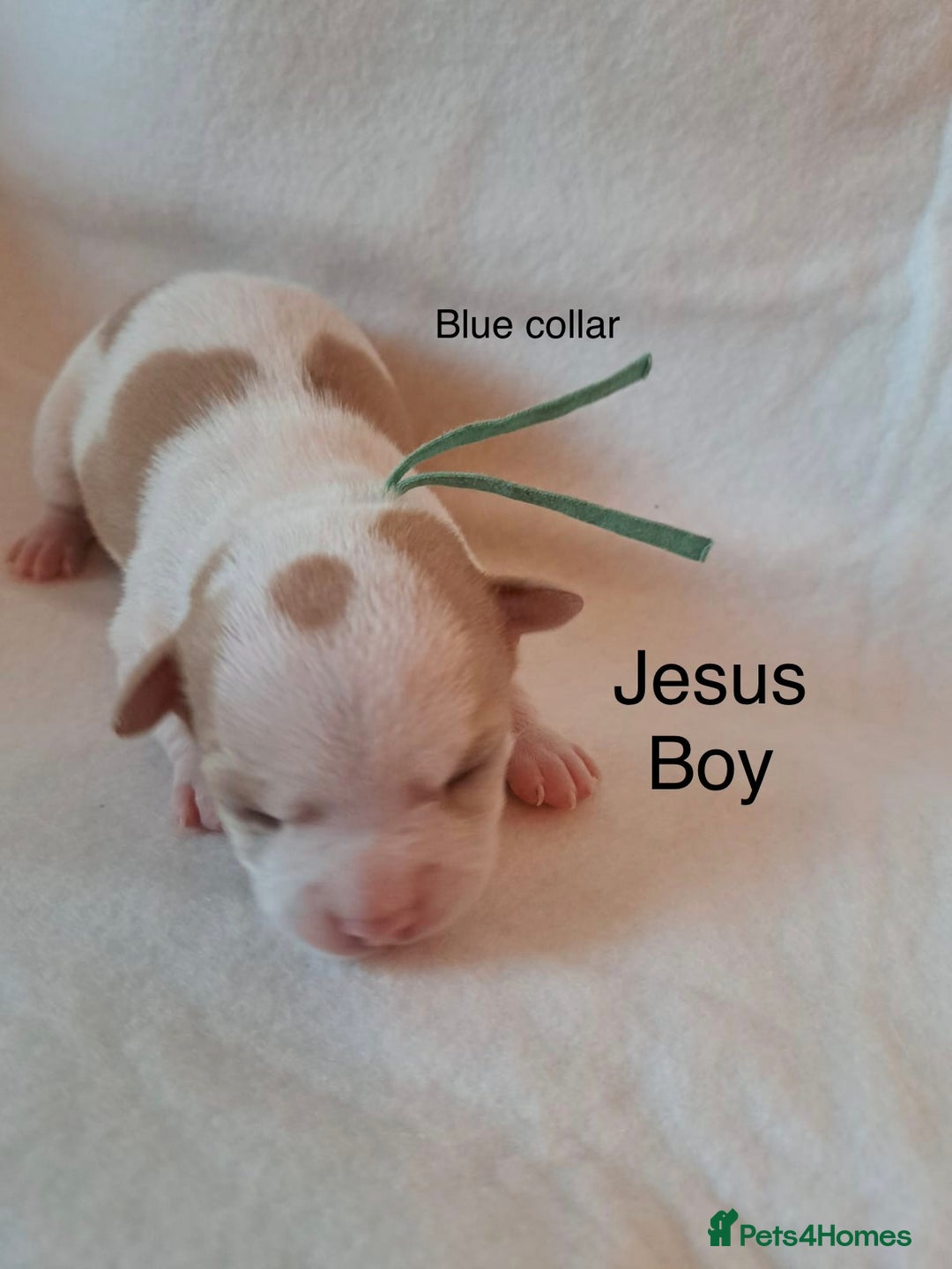 Chihuahua dogs for sale: Beautiful Chihuahua pups - Advert 8