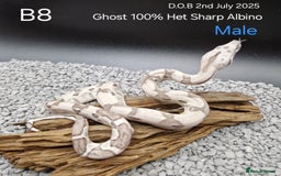 Boa Snake reptiles for sale: 2025 boa morphs - Image 4