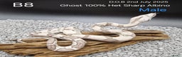 Boa Snake reptiles for sale: 2025 boa morphs - Advert 2