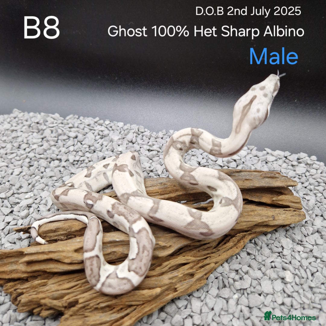 Boa Snake reptiles for sale: 2025 boa morphs - Image 4