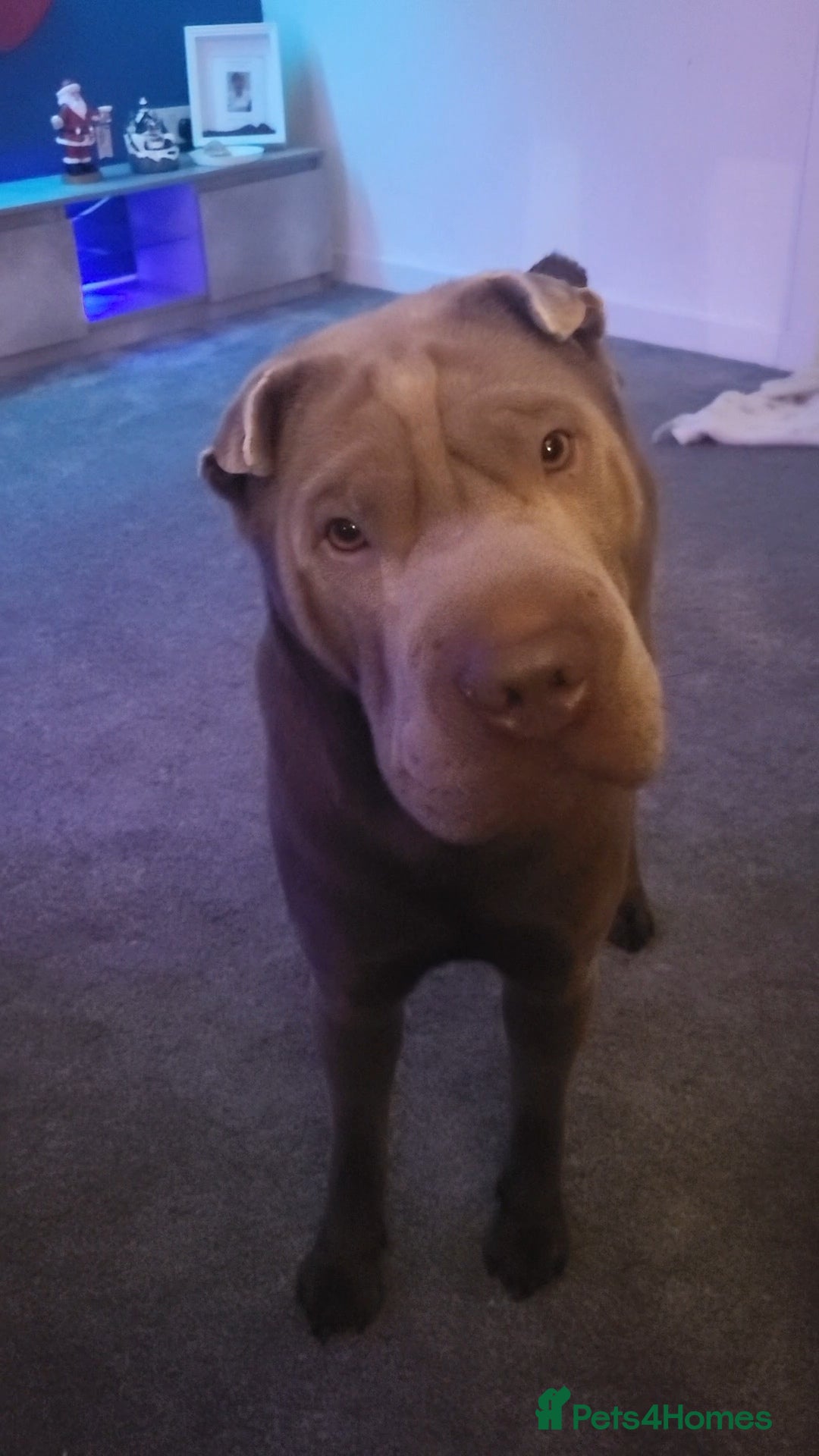 Shar Pei dogs for stud: kc lilac/fawn dilute - Advert 4