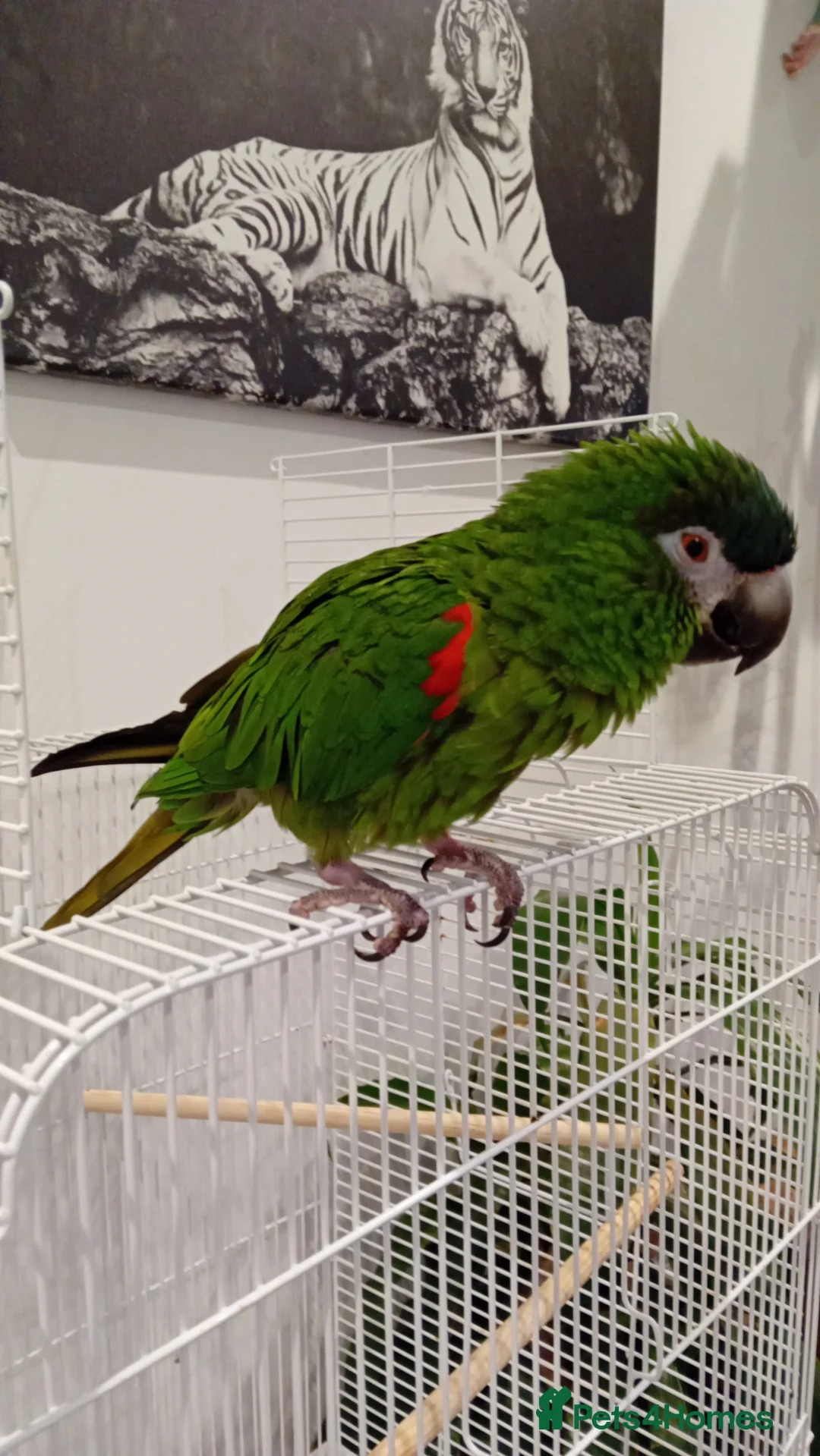 Macaws birds for sale: Hahns macaw and cage - Advert 2