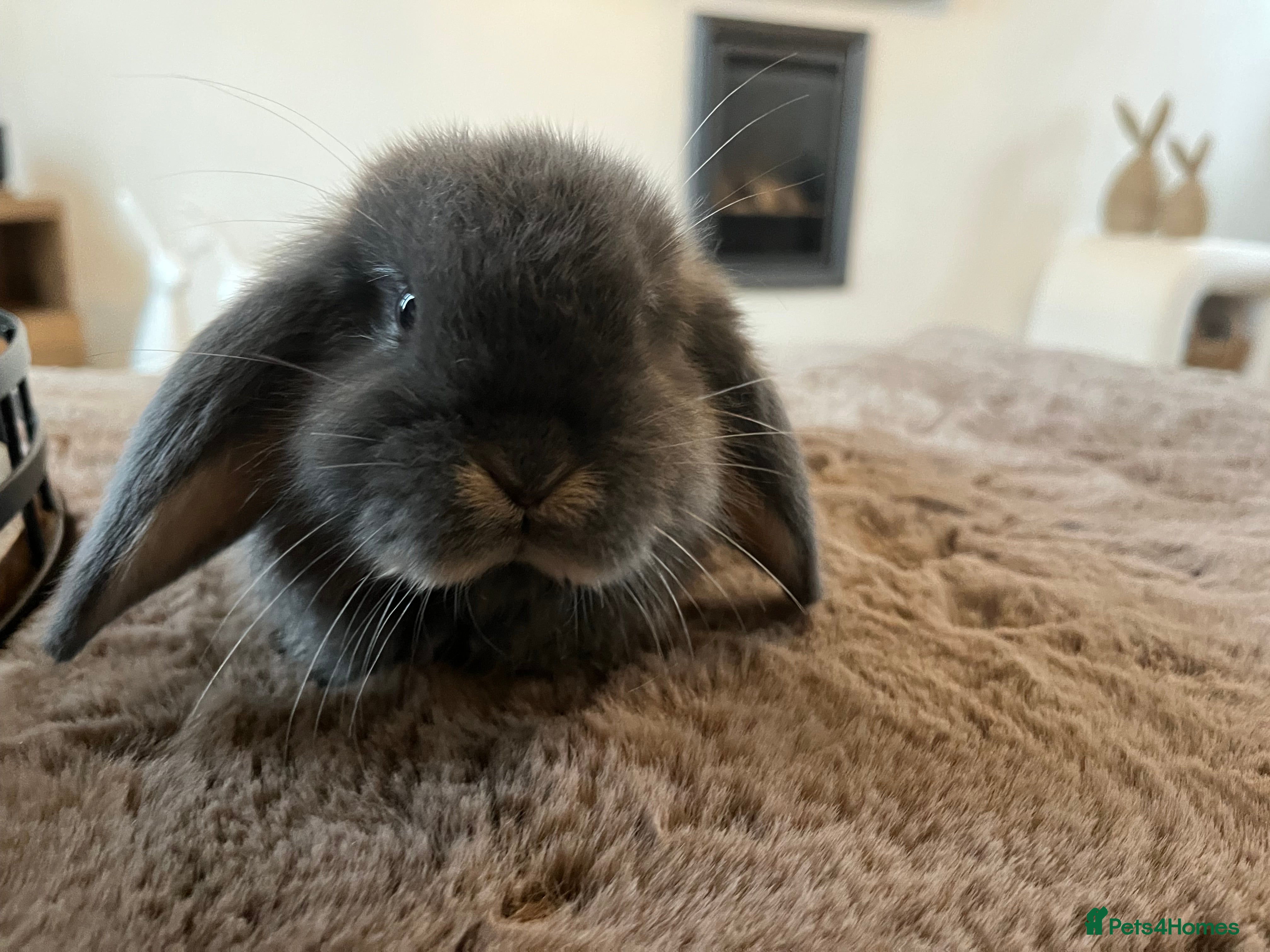 Mini Lop rabbits Blue Otter Mini Lop Boy  - Advert 1