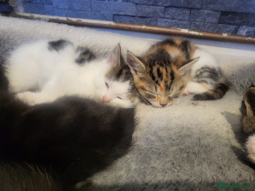 Mixed Breed cats for sale: 3 kittens available  - Image 1