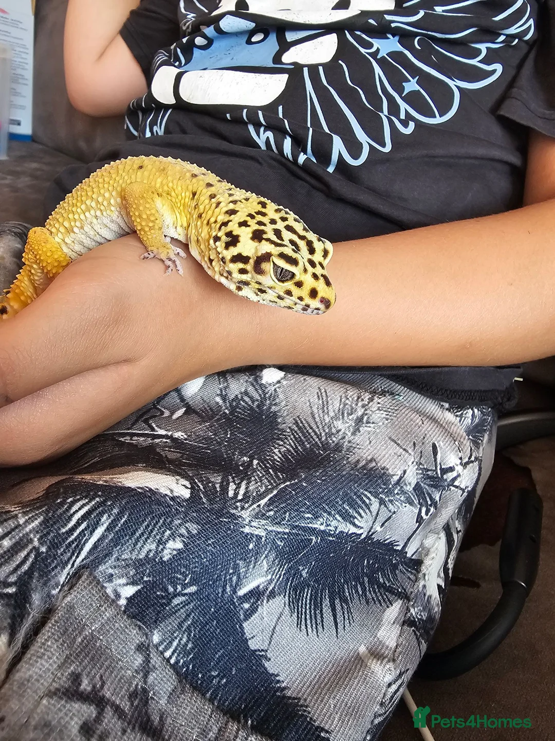 Leopard Gecko reptiles for sale: Sweet timid Leopard gecko and vivarium in Helston - Advert 3