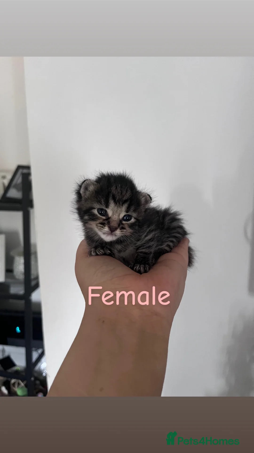 Domestic Shorthair cats for sale: Kittens willenhall in Willenhall - Advert 6