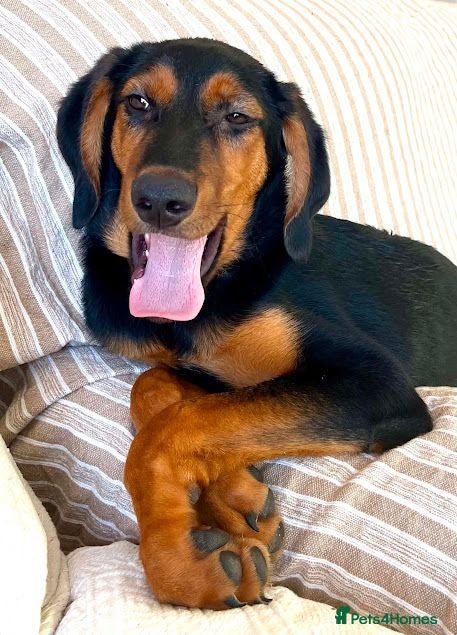 Mixed Breed dogs Handsome Alfie - 5 months old Hound cross - Advert 2