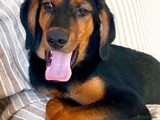 Mixed Breed dogs Handsome Alfie - 5 months old Hound cross - Advert 1