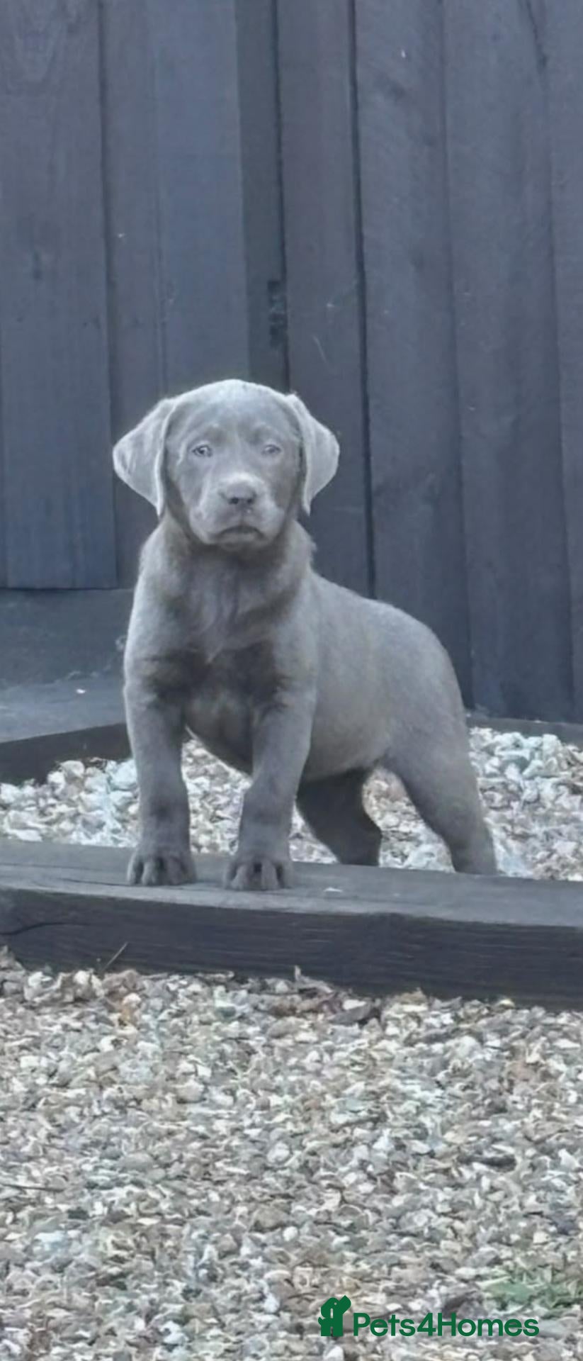 Labrador Retriever dogs Beautiful Lab Puppies Charcoal & Silver  - Advert 2