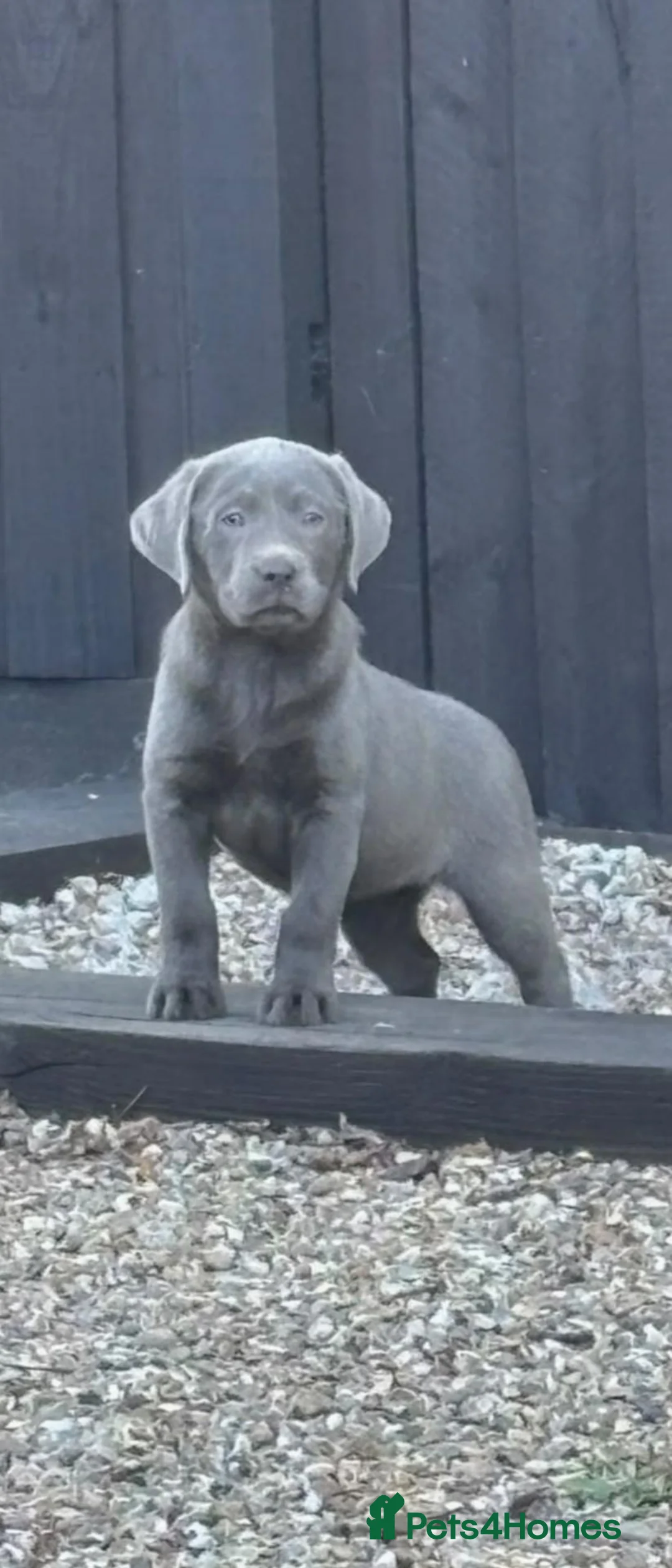 Labrador Retriever dogs for sale: Beautiful Lab Puppies Charcoal & Silver  - Advert 2