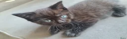 British Shorthair cats for sale: Choc and dark choc British shorthair/ragdoll  - Advert 4