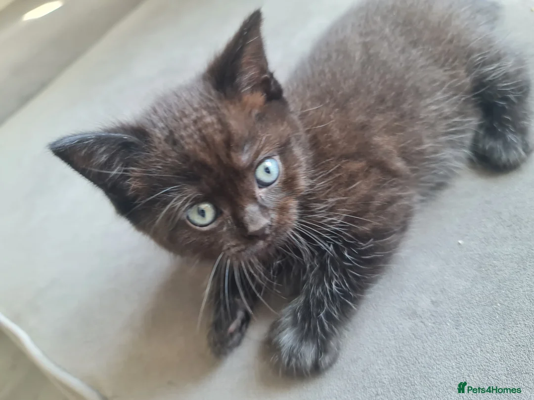 British Shorthair cats for sale: Choc and dark choc British shorthair/ragdoll  - Advert 4