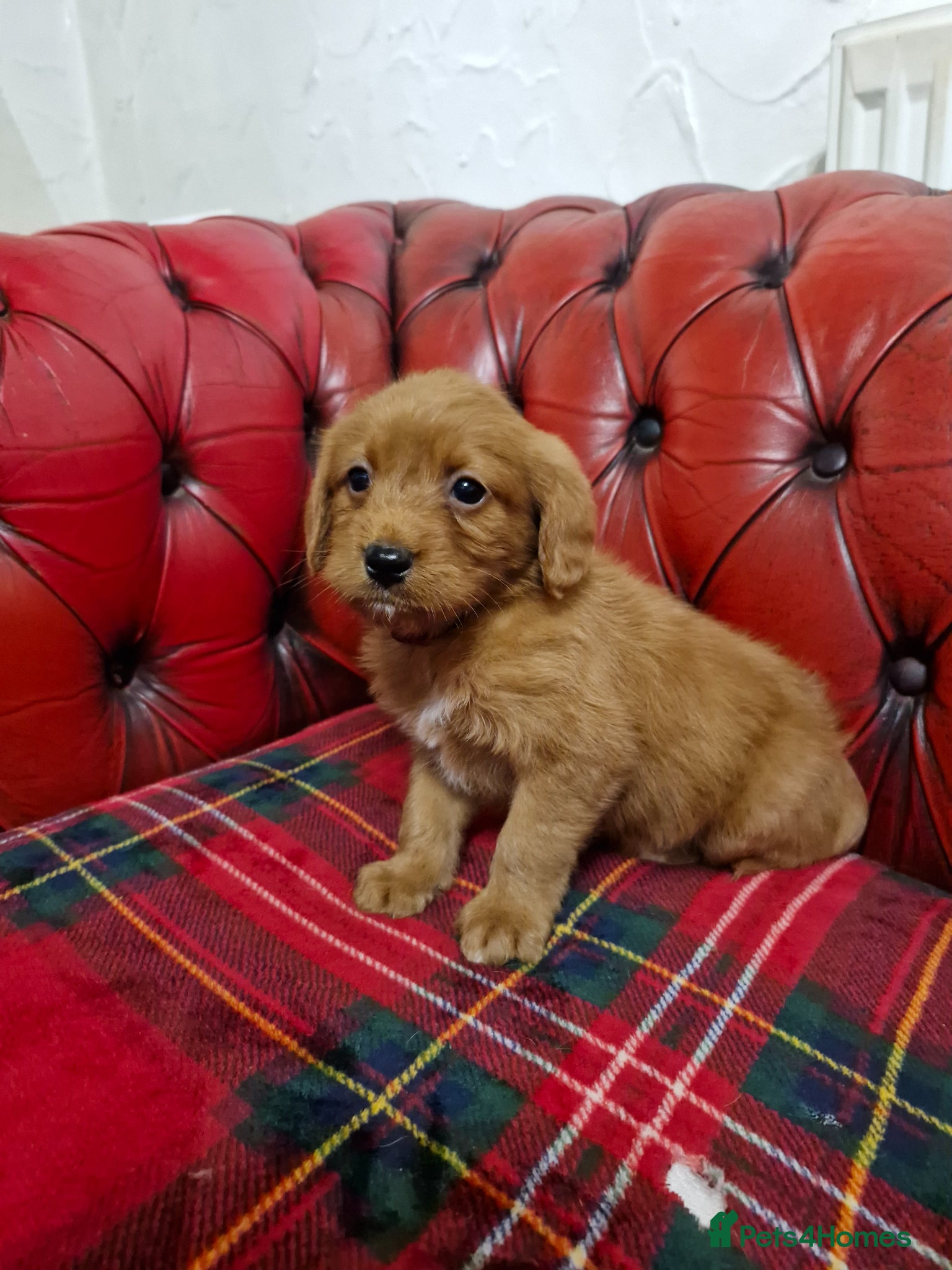 Labradoodle dogs Miniature Labradoodles   - Advert 3