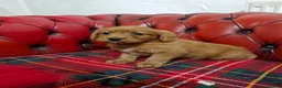 Labradoodle dogs for sale: Miniature Labradoodles   - Advert 4