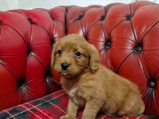 Labradoodle dogs Miniature Labradoodles - Advert 6