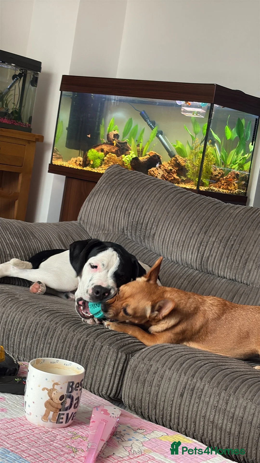 Mixed Breed dogs for sale: Beautiful 6 month old boy for rehoming.  - Advert 2