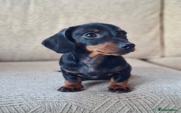 Miniature Dachshund dogs for sale: 2 gorgeous boys looking for their forever home - Image 3