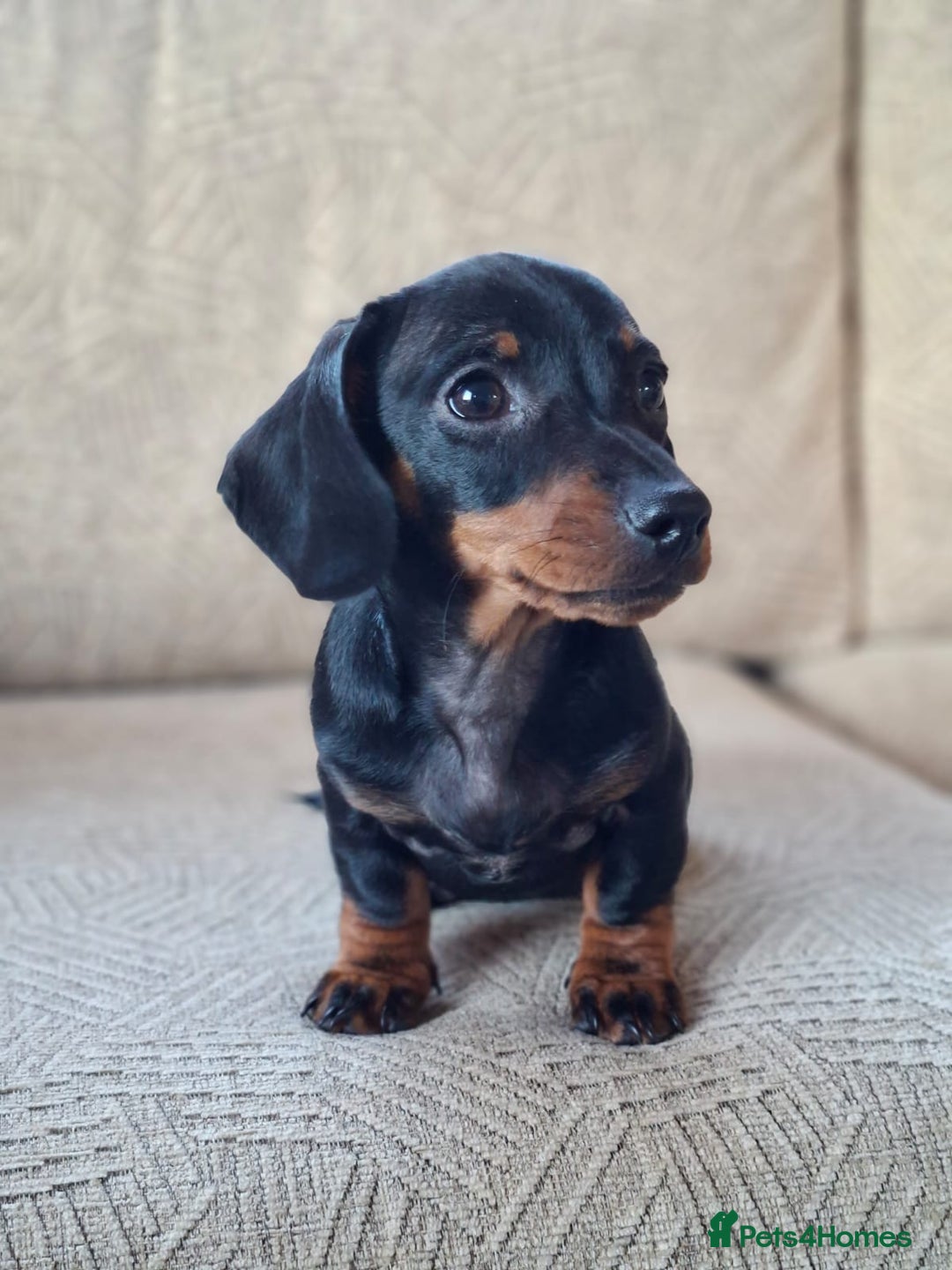 Miniature Dachshund dogs for sale: 2 gorgeous boys looking for their forever home - Image 3