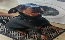 Dobermann dogs for sale: Doberman - Image 2