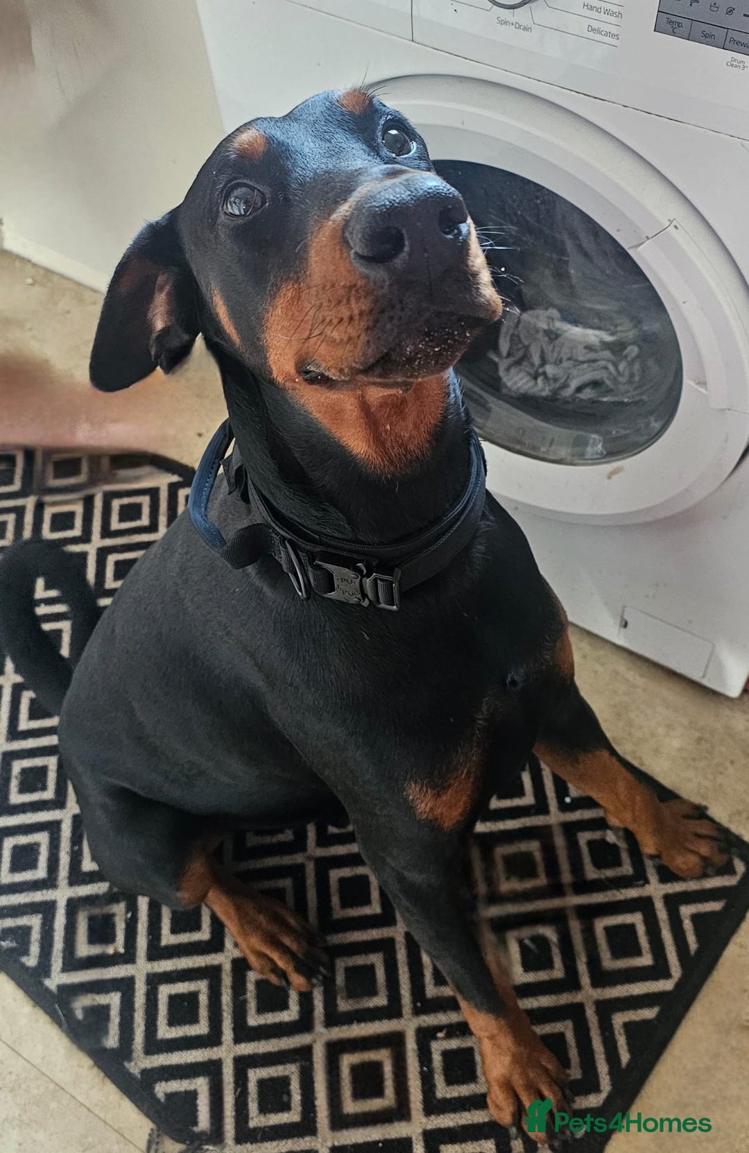 Dobermann dogs for sale: Doberman - Image 2