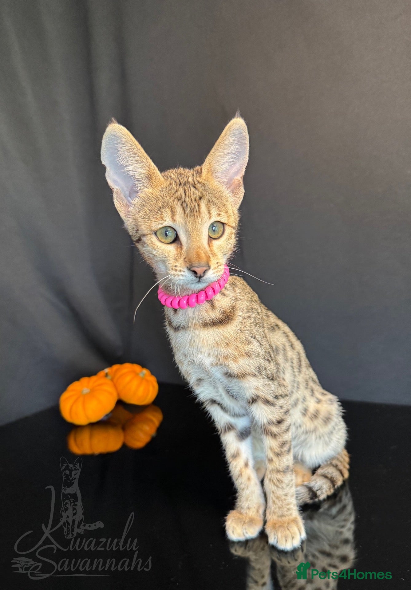 Savannah cats 2 and 3 months old. Tica Regist. Savannahs - Advert 2