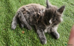 Maine Coon cats for sale: Prue breed mainecoon kittens - Image 12