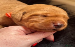 Labrador Retriever dogs for sale: FOX RED MALE PUP AVAILABLE  - Image 7