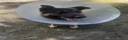 German Shepherd dogs for sale: Looking for the right home for max  in Smethwick - Advert 5