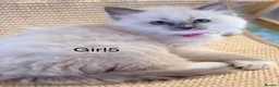 Ragdoll cats for sale: Stunning  European bloodline Ragdoll kittens  - Advert 29