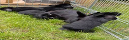 Mixed Breed rabbits for sale: Bunnies for sale  in Wadhurst - Advert 13