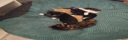 Mixed Breed cats for sale: 4 beautiful 5 week old kittens - Advert 5