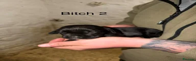 Bitch 2