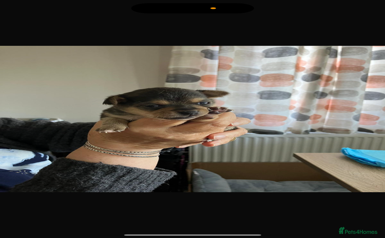 Chihuahua dogs - Advert 10