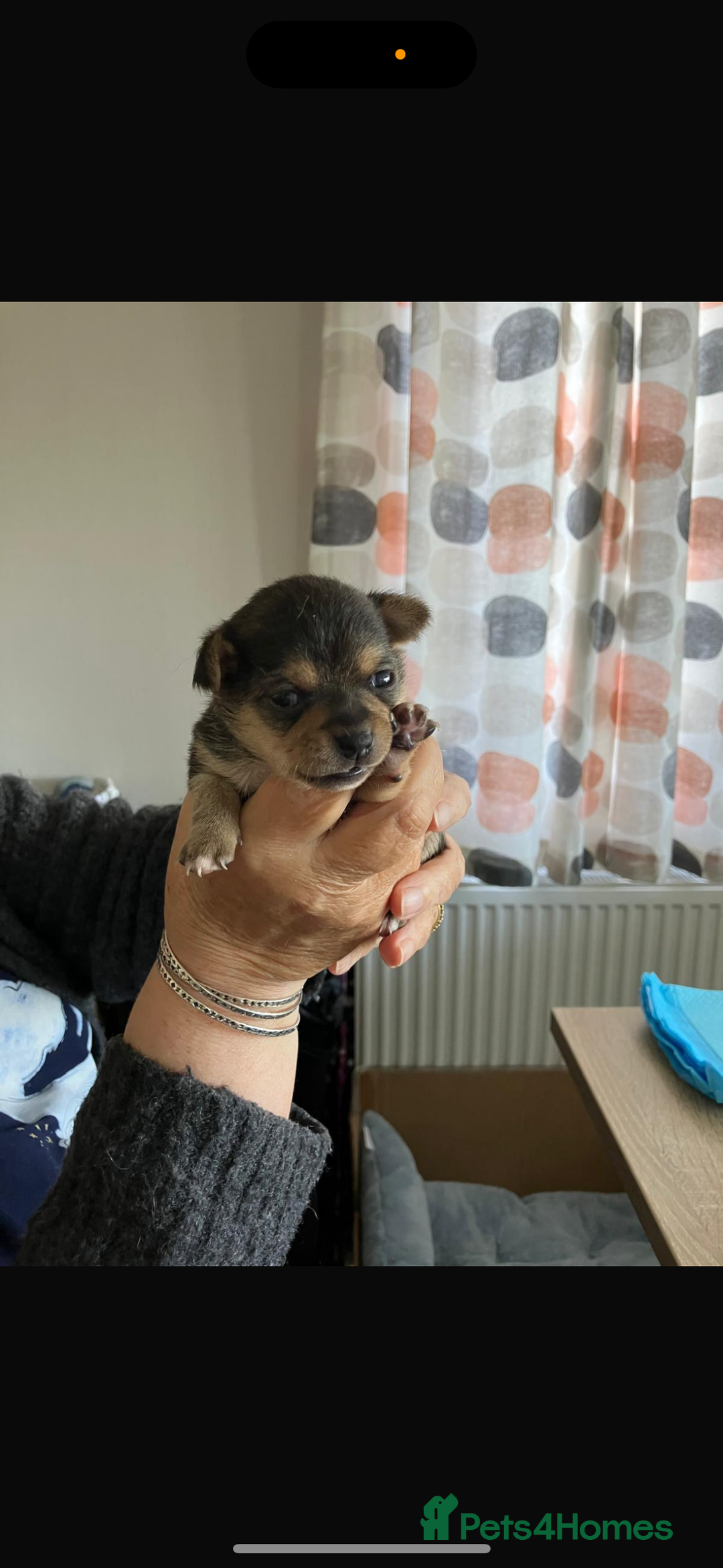 Chihuahua dogs for sale: Beautiful chihuahua puppy’s  - Image 1