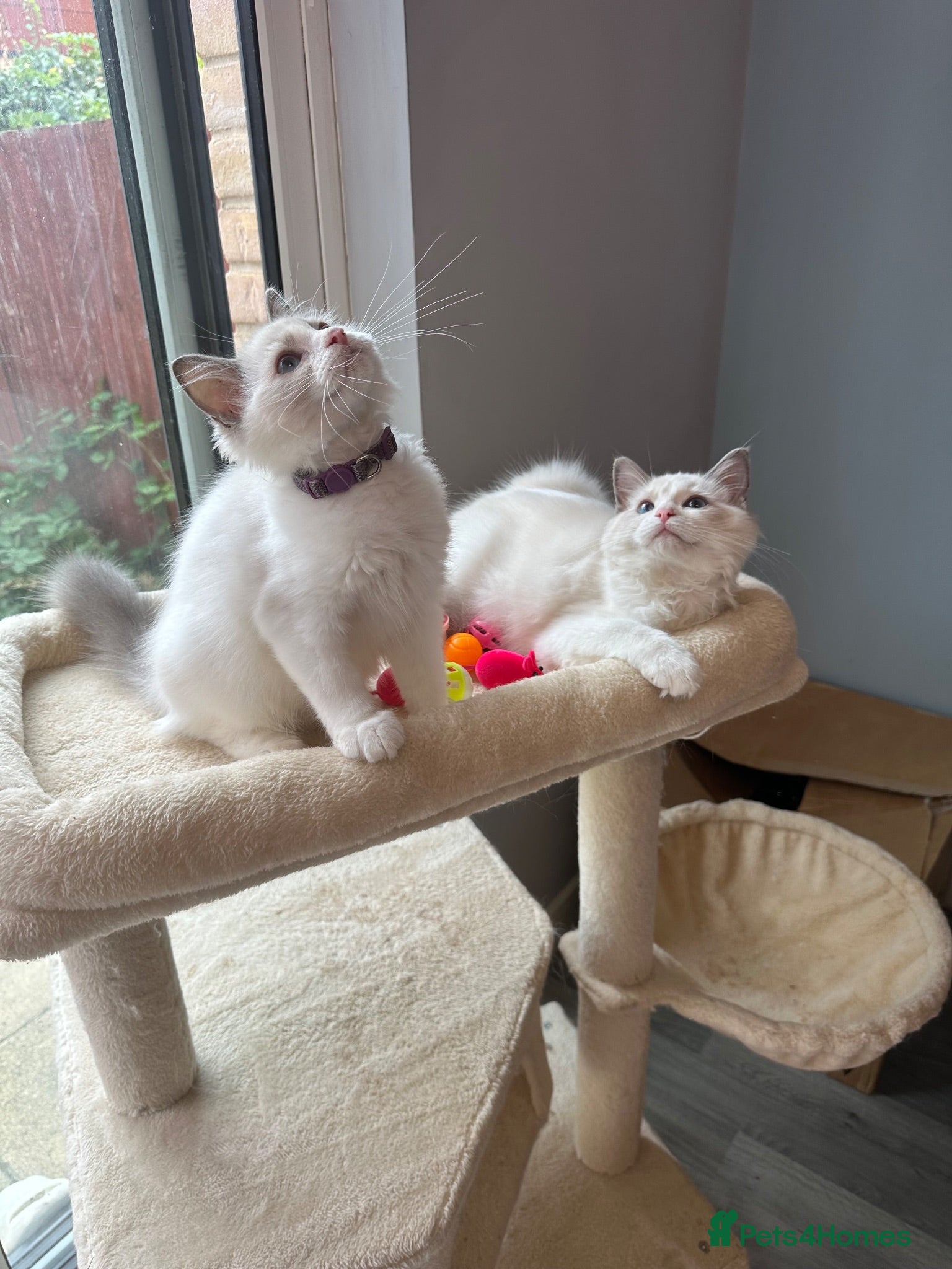 Ragdoll cats  TICA Quality Beautiful ragdoll kittens 😻🌟 - Advert 14