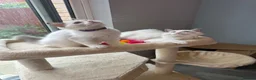 Ragdoll cats for sale:  TICA Quality Beautiful ragdoll kittens 😻🌟 - Advert 2