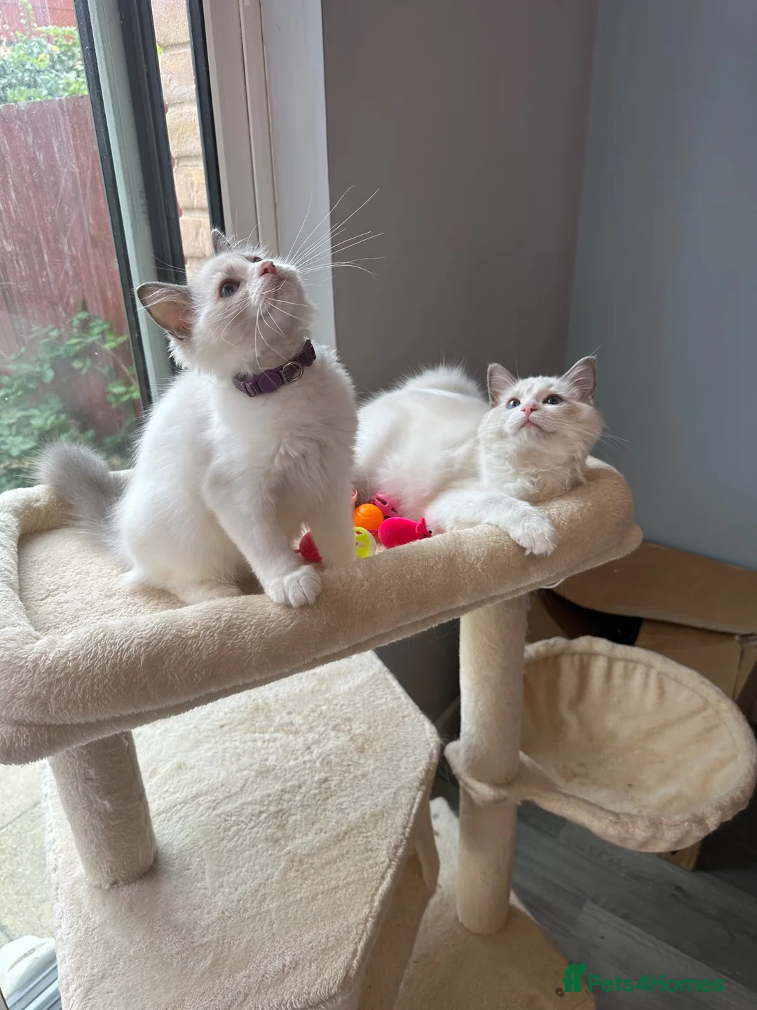 Ragdoll cats for sale:  TICA Quality Beautiful ragdoll kittens 😻🌟 - Advert 2