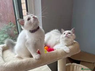 Ragdoll cats TICA Quality Beautiful ragdoll kittens 😻🌟 - Advert 14