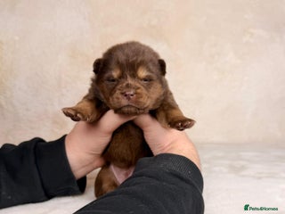 Mixed Breed dogs Stunning chowsky puppies for sale - Advert 4