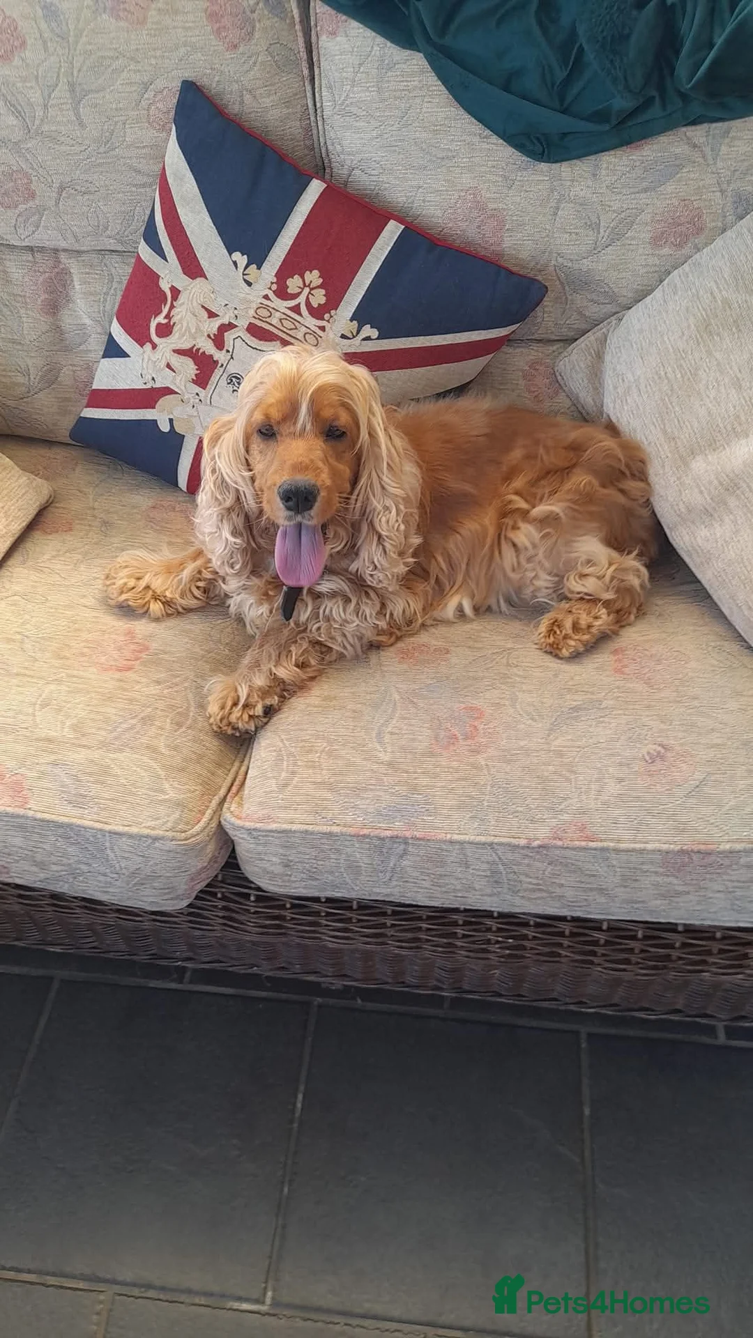 Cocker Spaniel dogs for sale: Health tested kc reg golden show cocker spaniels - Advert 6