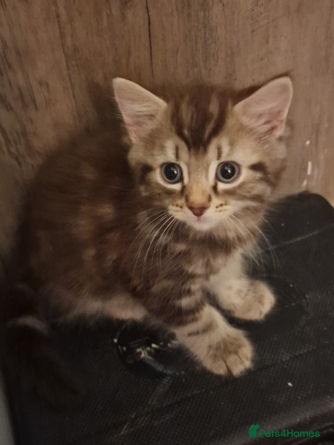 Maine Coon cats for sale: Maine Coon kittens - Image 4