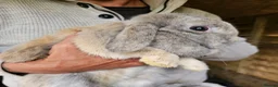 Mini Lop rabbits for sale: Stunning Mini lops - Advert 9